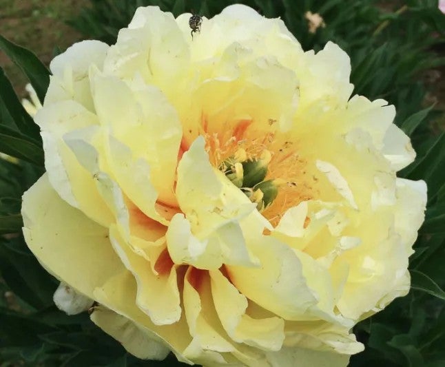 ラウンド用品・アクセサリー Tree Peony ラウンド用品・アクセサリー Tree Peony Logo+square.jpg