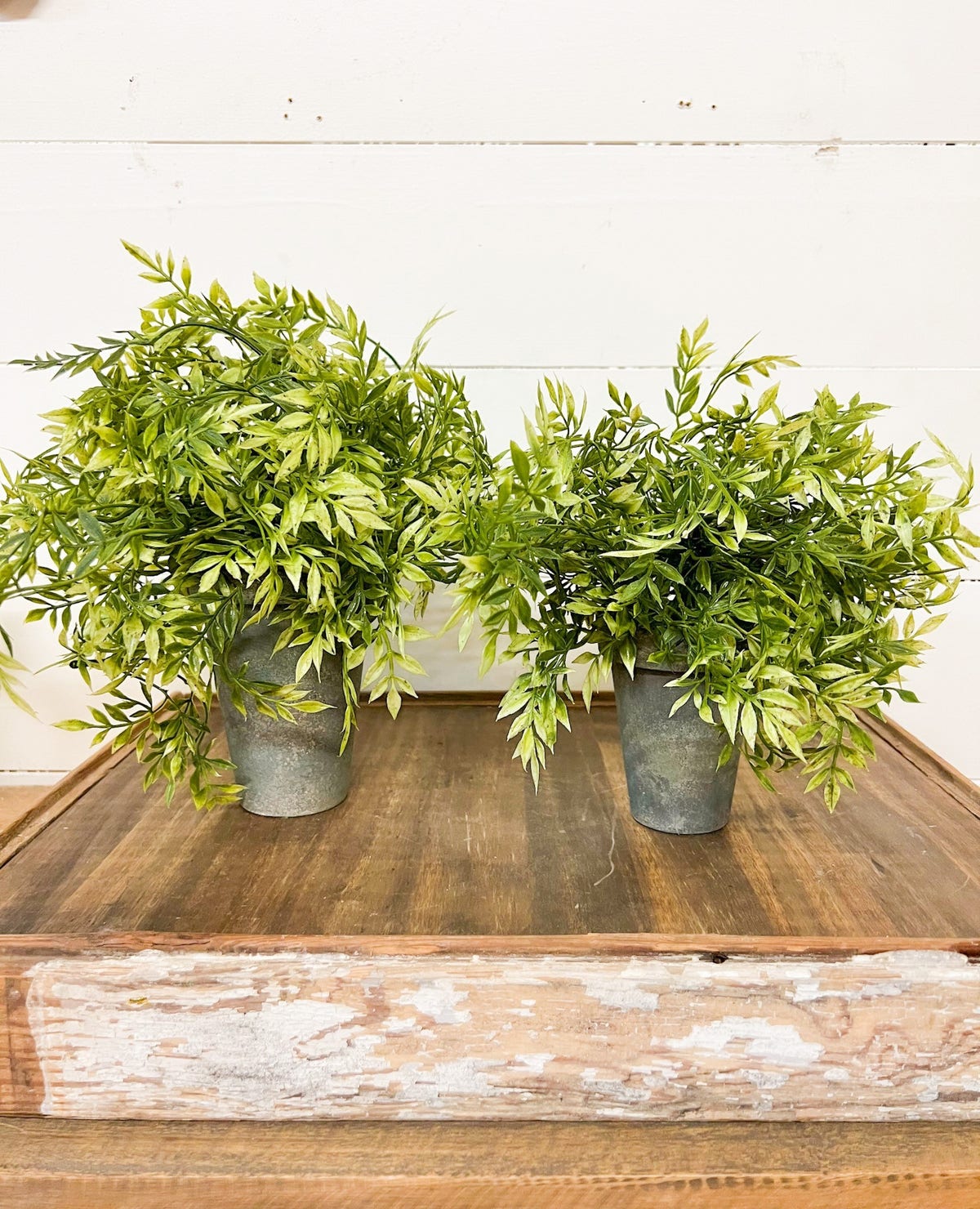 zimmerpflanze zitrone Zitronenbaum für Balkon kaufen – Green Me Up main image 1
