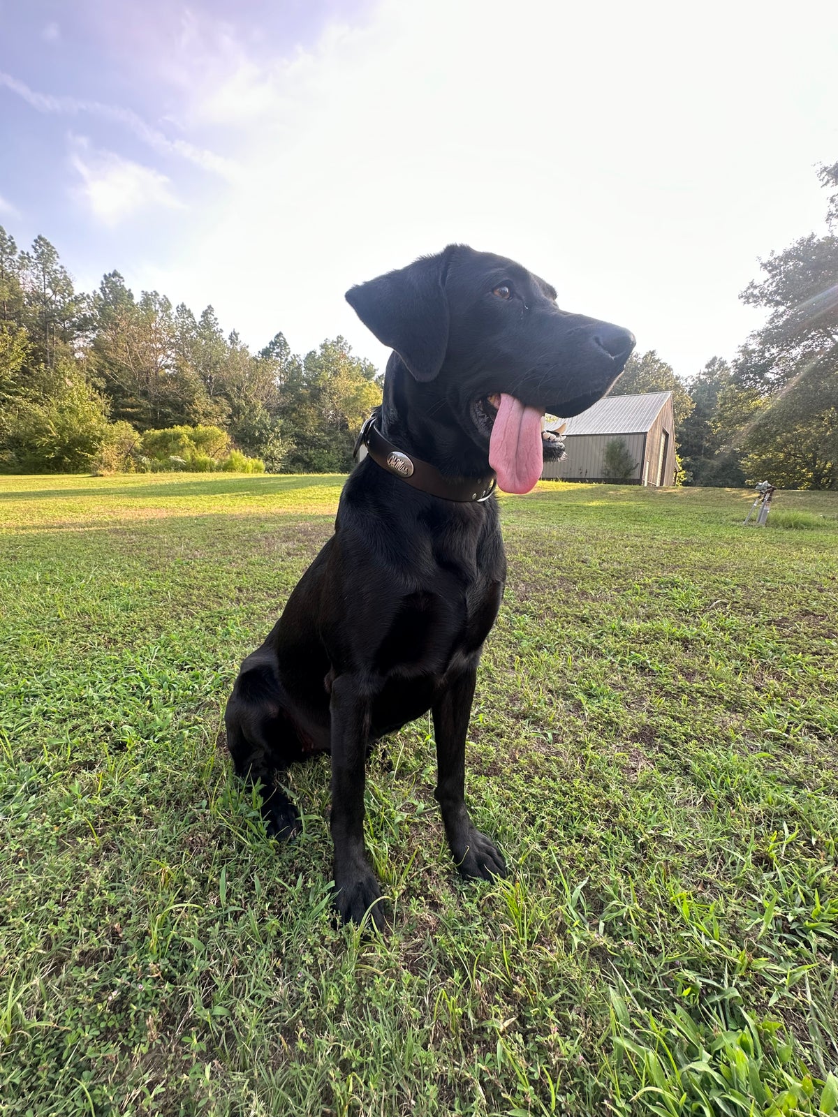 Good Boy Dog Collar *Final Sale*