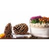 JEFFERY PINECONE PK/3
